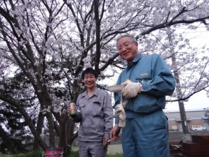 2017年菊水花見会